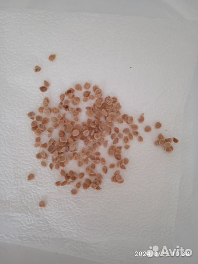 Семена помидор