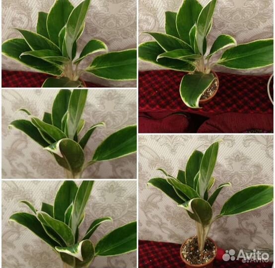 Комнатные растения в ассортименте