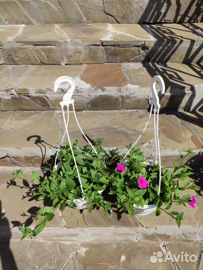 Петуния гигантская Тайдел Вейв Черри, Ред Велюр