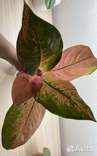 Аглаонема Sepia