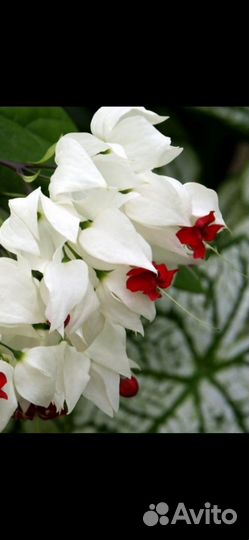 Абутилон,Хатиора, Клеродендрум