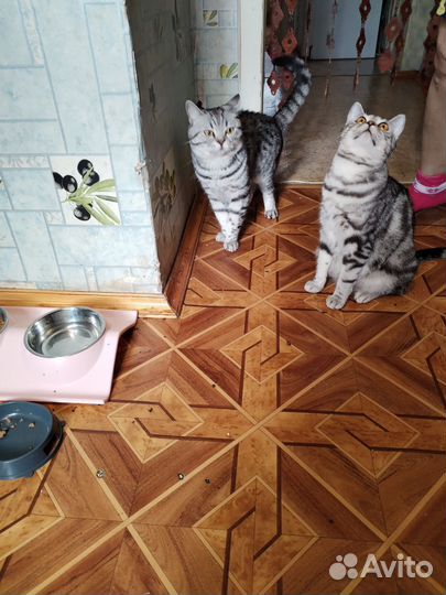 Британские котята
