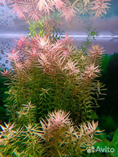 Растения для аквариума, креветки