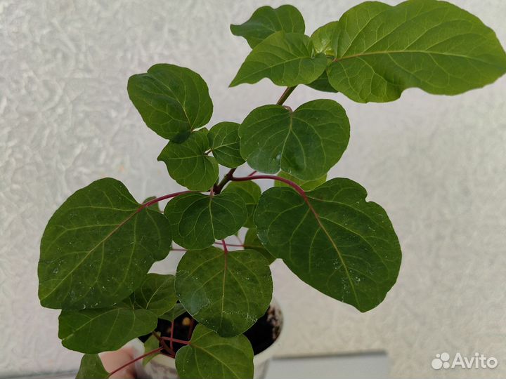 Комнатная красная смородина