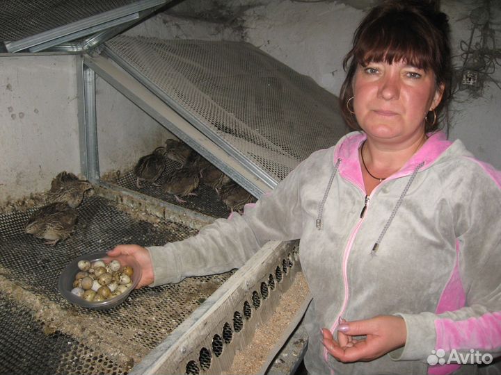 Продам перепелов