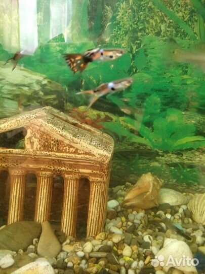 Рыбки гуппии