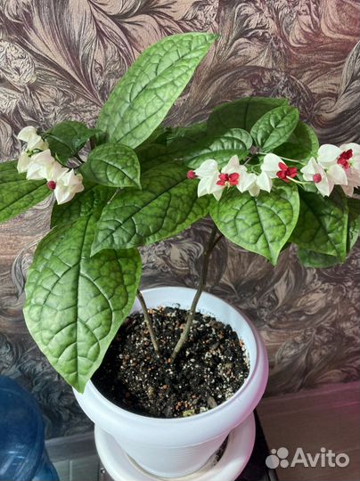 Клеродендрум томпсон