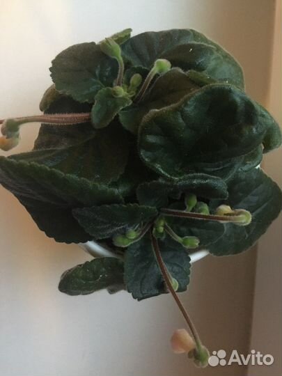 Минисиннингия