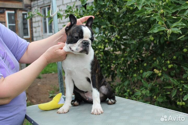 Щенок бостон-терьера