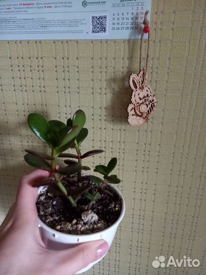 Каланхое,толстянка