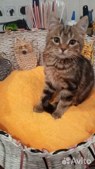 Лежанка для собак и кошек