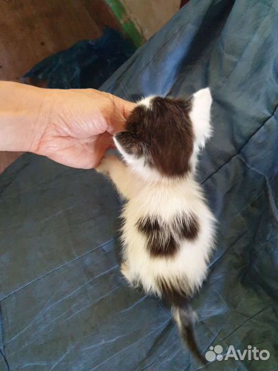 Котёнок с интересным окрасом 25 причин взять кота