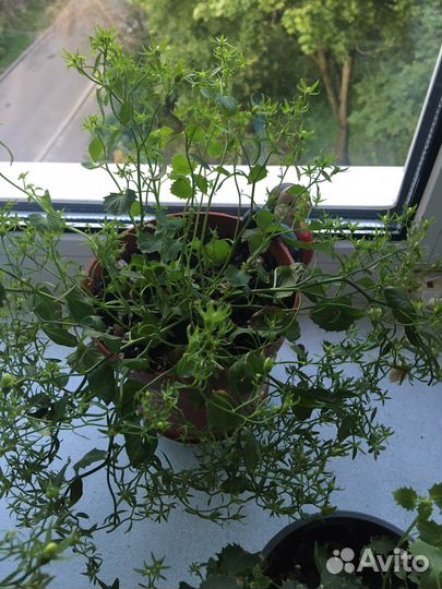 Кампанула махровая невеста