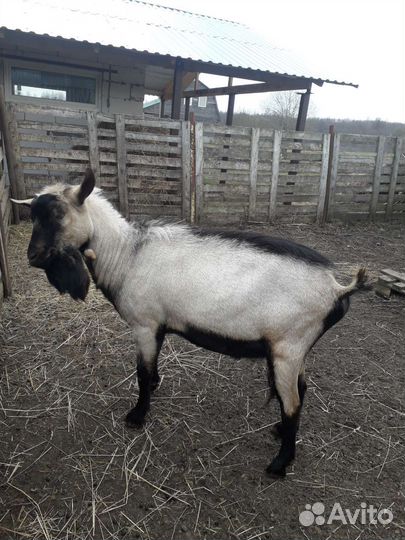 Альпийские козы