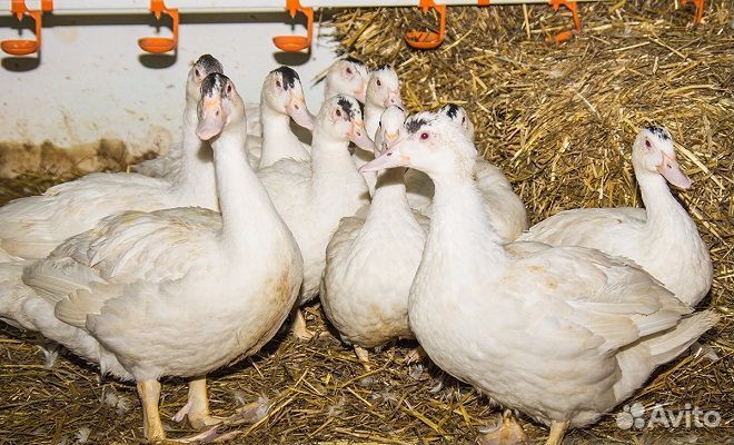 Курочки несушки и утята