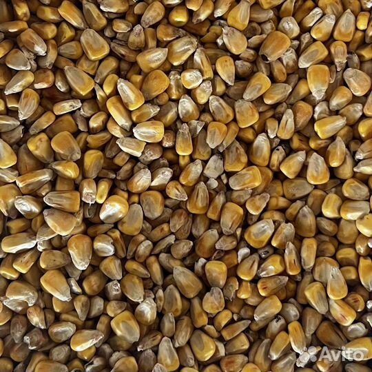 Зерно: пшеница, овёс, ячмень, кукуруза