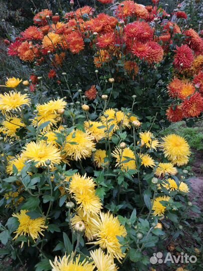 Хризантемы корейские