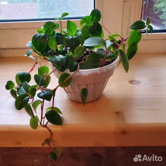 Комнатные растения