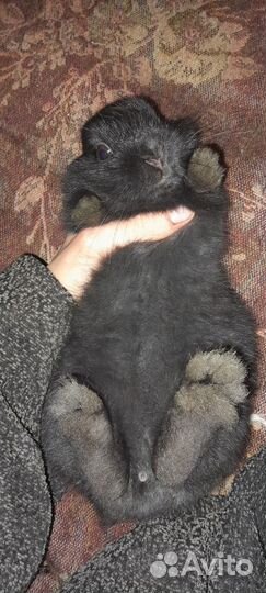 Отдам бесплатно кролика