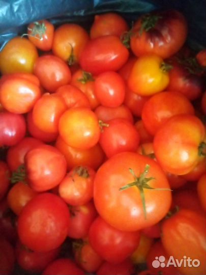 Домашние помидоры