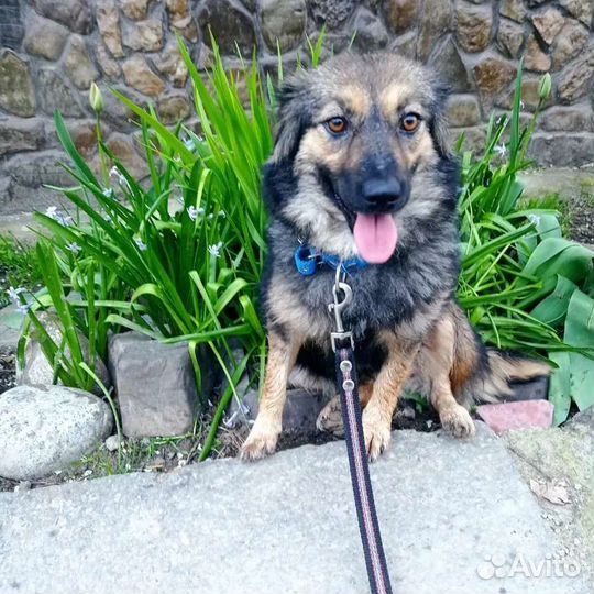 Маленькая собачка