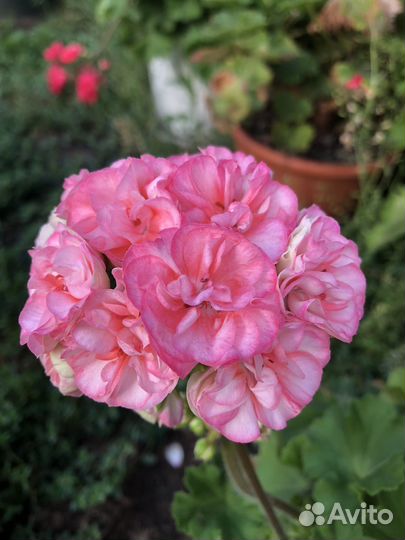 Пеларгония