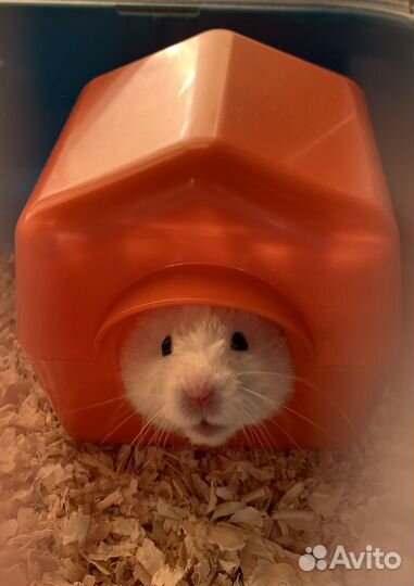 Хомяк с клеткой