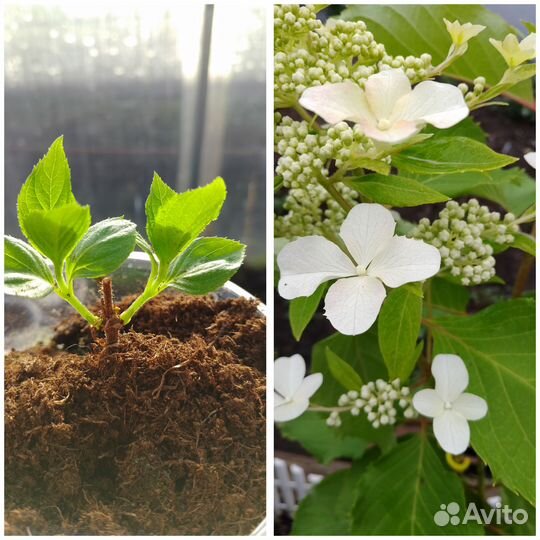 Метельчатые гортензии