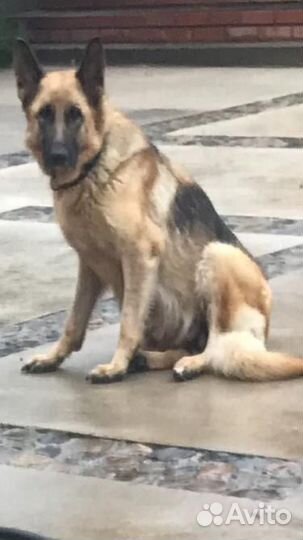 Немецкая овчарка