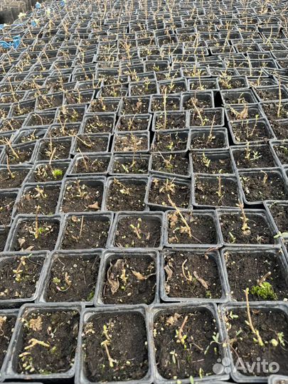 Гортензия саженцы