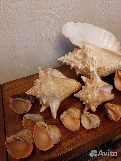 Раковины и ракушки