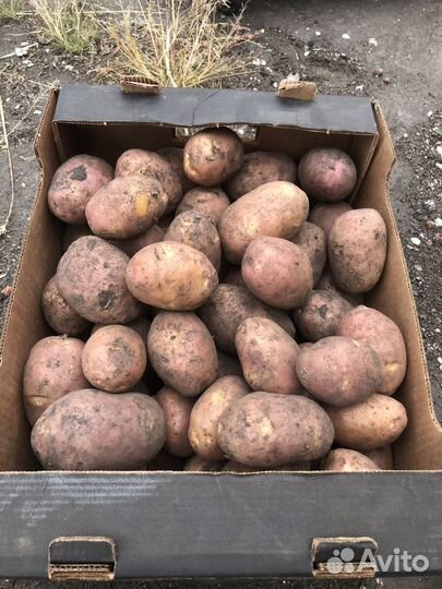 Картофель с доставкой