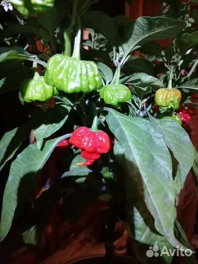 Рассада перца carolina reaper