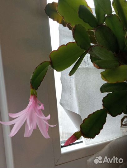 Зигокактус (шлюмбергера)