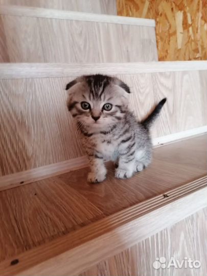 Отдам котёнка в добрые руки
