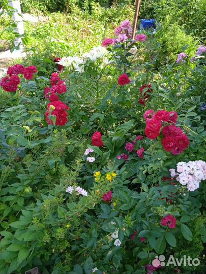 Саженец розы плетистой