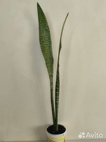 Сансевиерия Тещин язык Щучий хвост