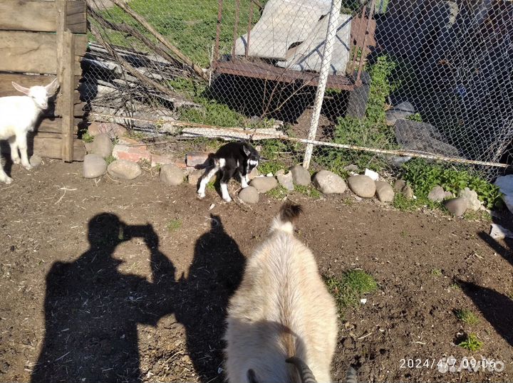 Козлята от молочных коз