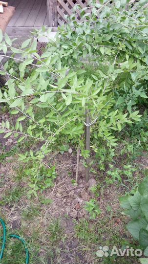 Саженцы годжи