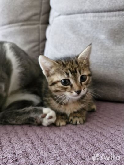 Отдаём в добрые руки котят