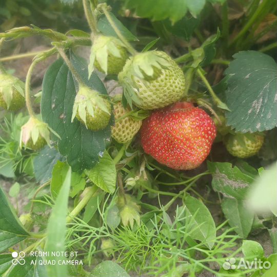 Рассада клубники. отправка почтой из Марий Эл