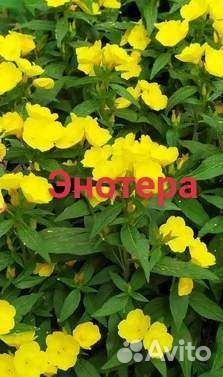 Цветы многолетние