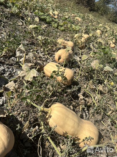 Тыква матильда