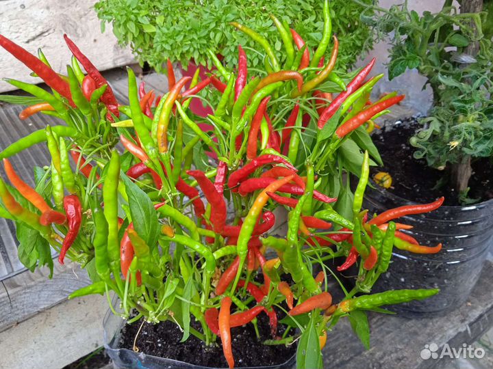 Перцы острые