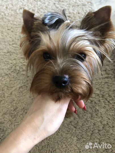 Йоркширский терьер вязка случка (развязанный)