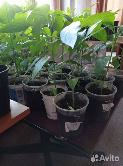 Перец рассада