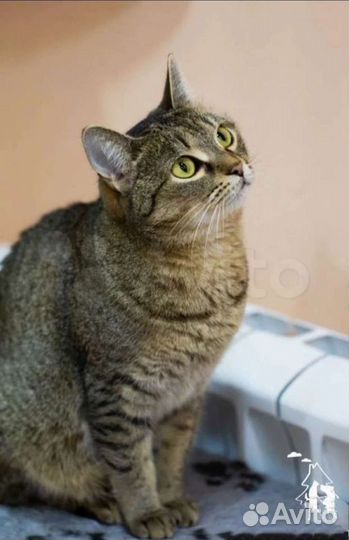 Ласковая Дарина в дар