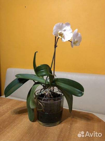 Орхидея фаленопсис 2шт вместе
