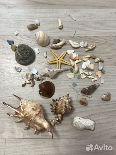 Ракушки и камни