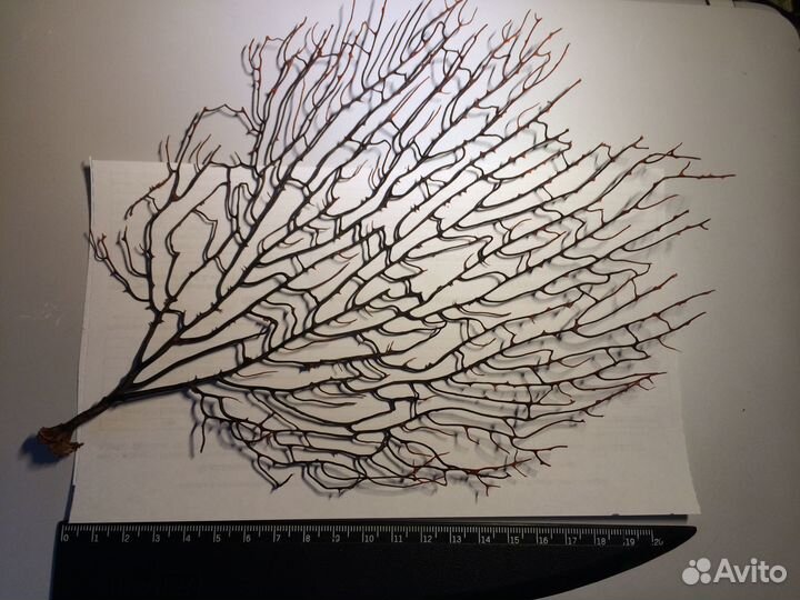 Черный коралл ветка